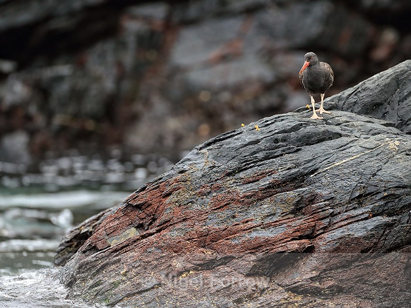 Blackish Oystercatcher (juvenile), Chanaral Island, Chile - Blackish Oystercatcher