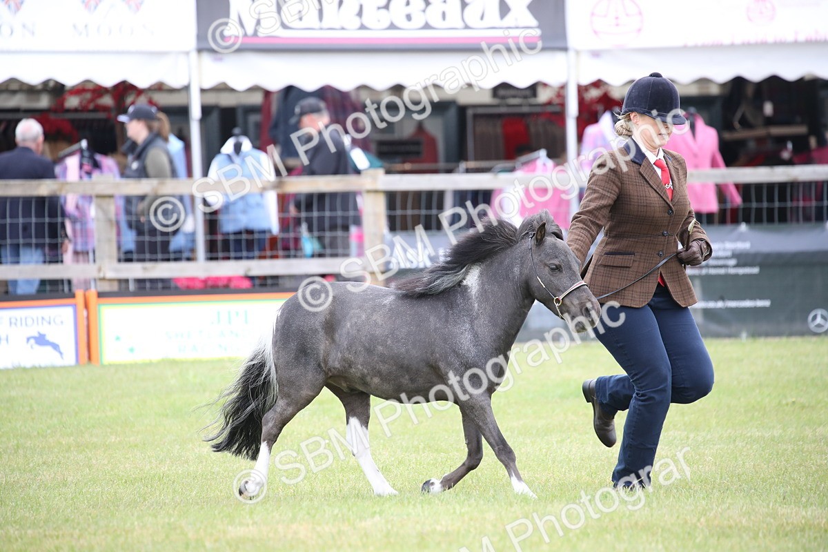SBM_03993 - Class 23-25 - British Miniature Horse of the Year