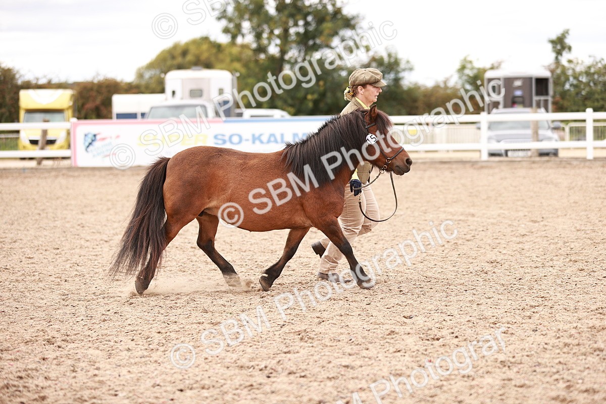 SBM_16905 - Class 415 - Horse-Pony Judge would most like to take home