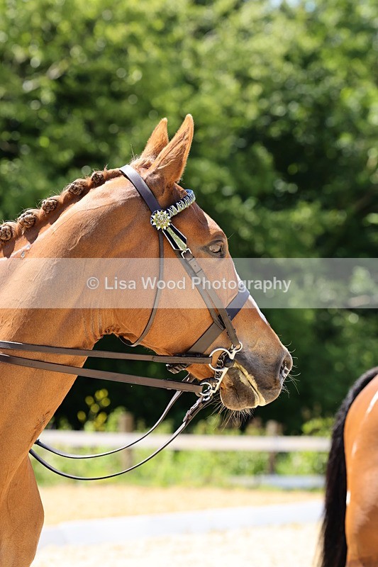 1X9A1904 - Class 12: Ridden Riding Horse/Hack