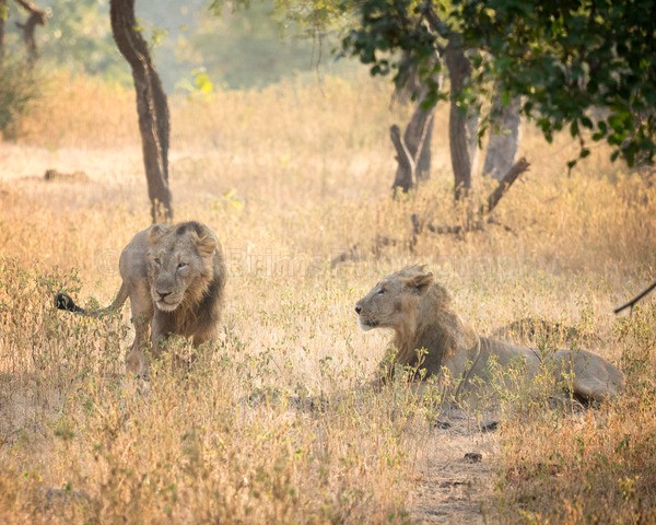 India B-350 - Wildlife of India