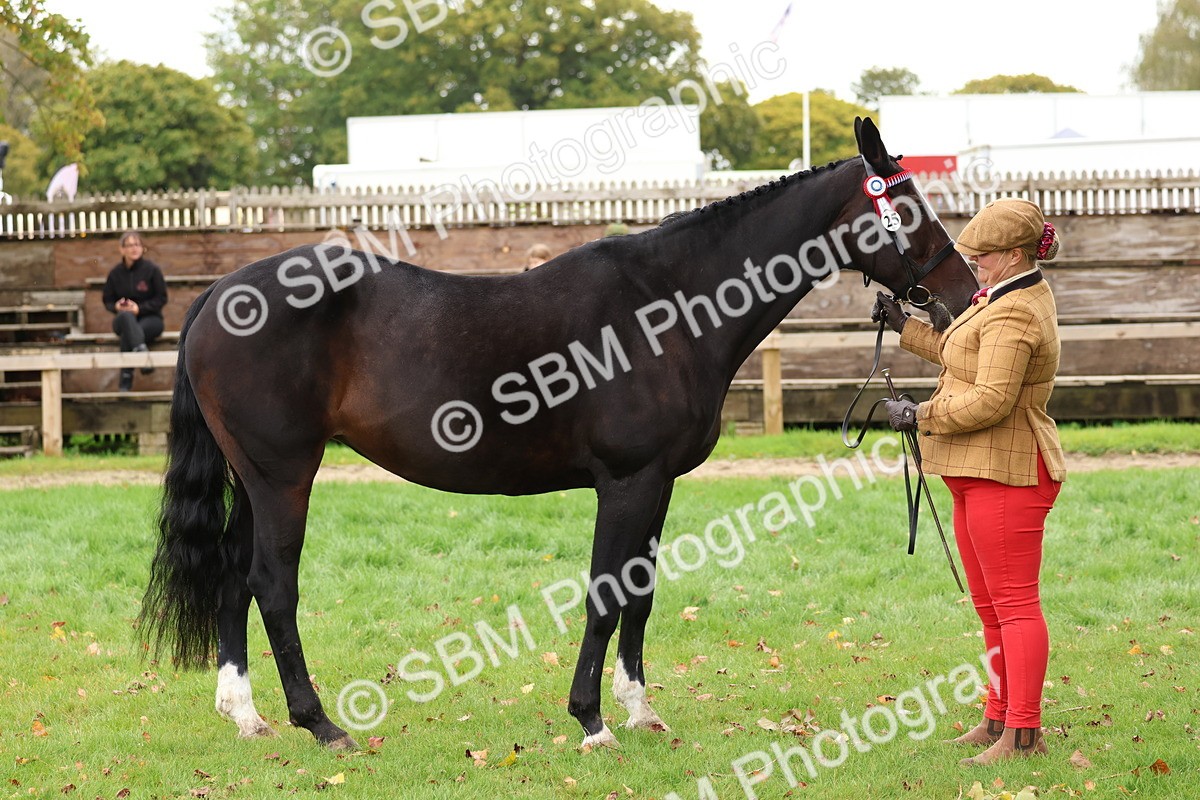 SBM_41738 - S26 - Mature Veteran In Hand