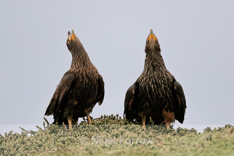 Striated Caracaras calling, Carcass Island, Falklands - Striated Caracara