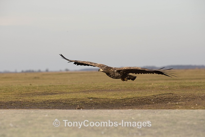 White-tailed Eagle   (sub-adult) - Eagle Hides