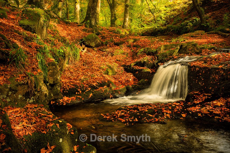 Fallen Leaves - Co. Wicklow