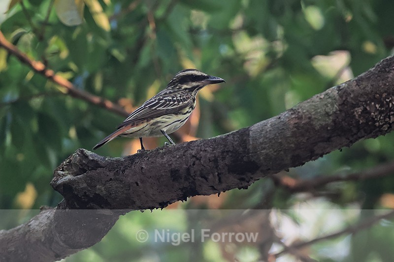 Streaked Flycatcher, Porto Jofre, Brazil - Streaked Flycatcher