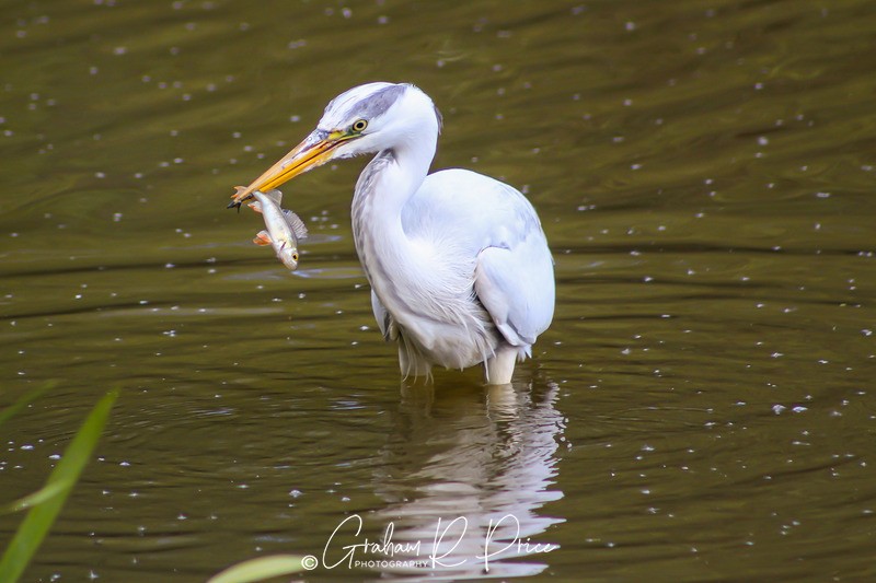 IMG_2935 - Birds From Around the World