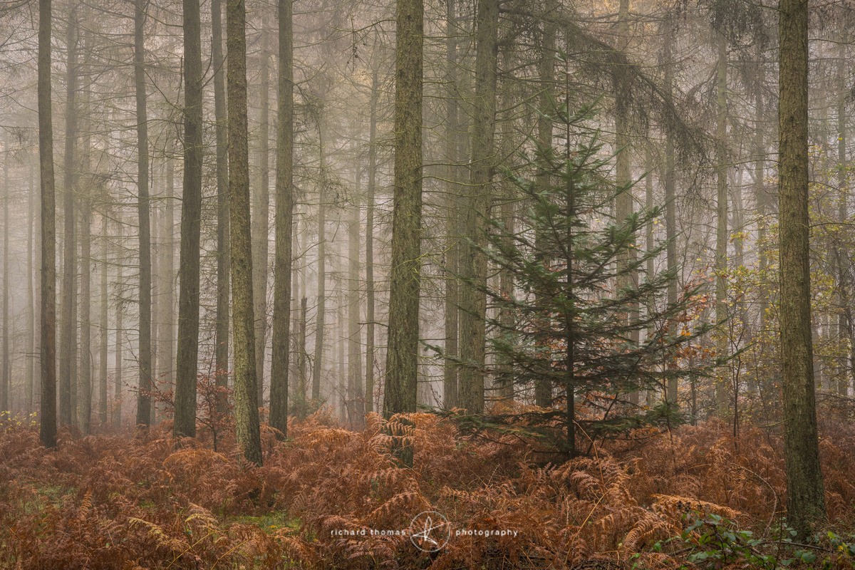 Tree topper - Woodland
