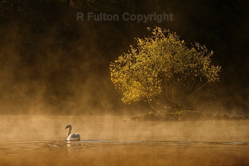 Swan & Tree - Landscapes