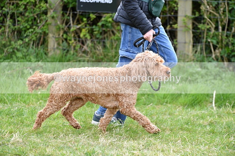 WJ5_9170 - Class 1 Best Cross Breed / Heniz 57