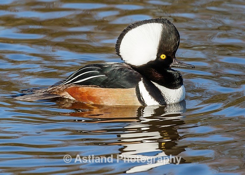 Astland Photography, Bird and Wildlife Images, Susan and Peter Wilson, U.K.