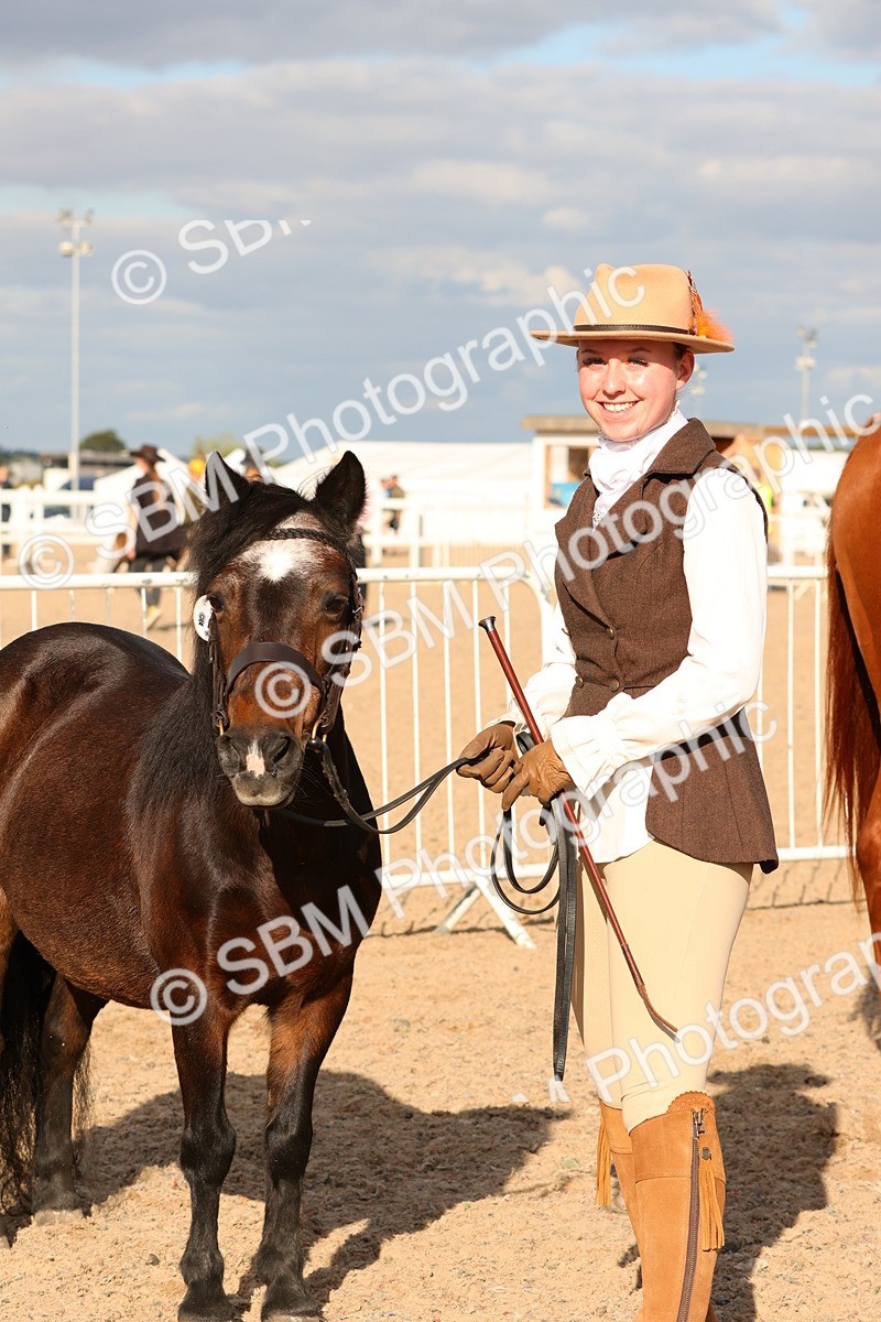 SBM_18404 - Class 318 - IH Part Bred Horse Pony