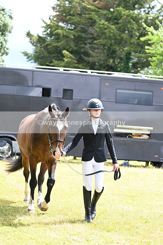 WJ7_6894 - Class 5a Most Handsome Gelding in Hand
