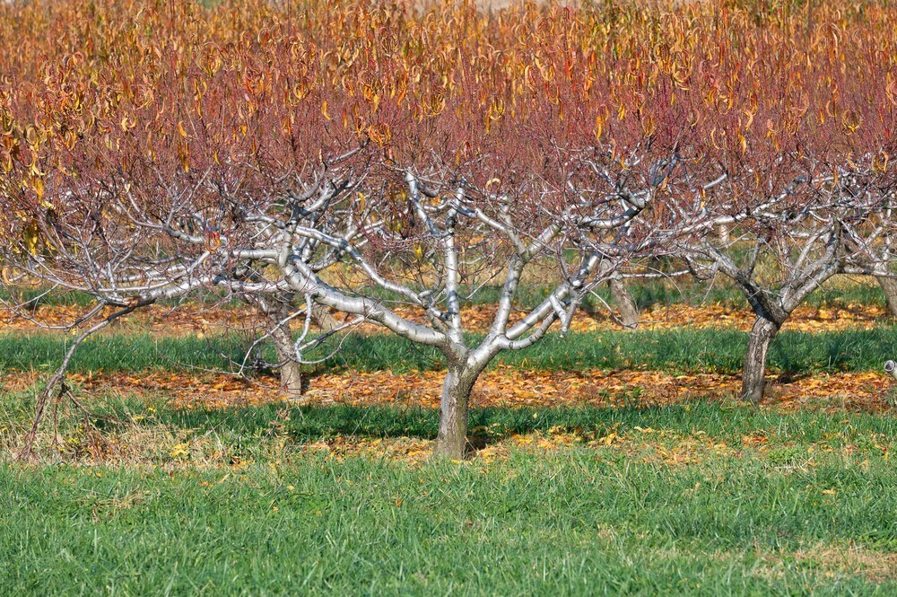 DSC_8370 - Trees