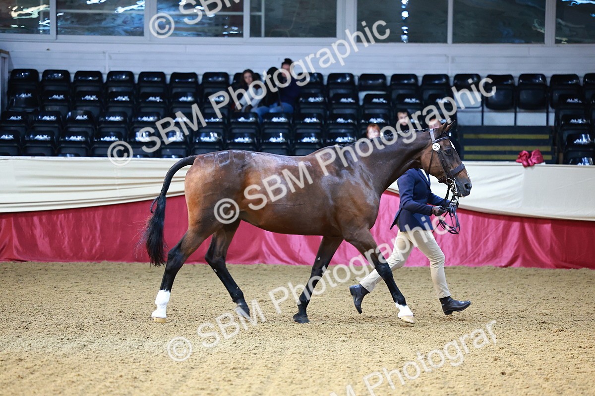 SBM_21785 - Class 901 - Supreme Final - IH  Diamond