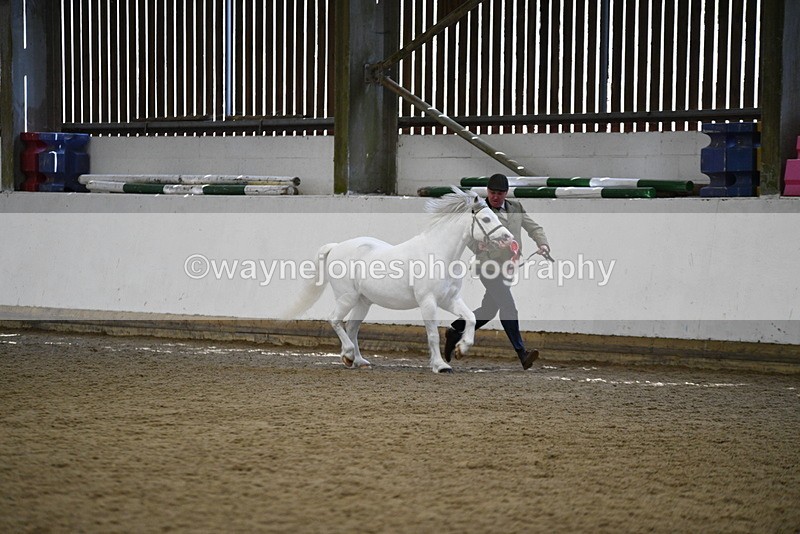 WJ5_5617 - Morning in hand Championship