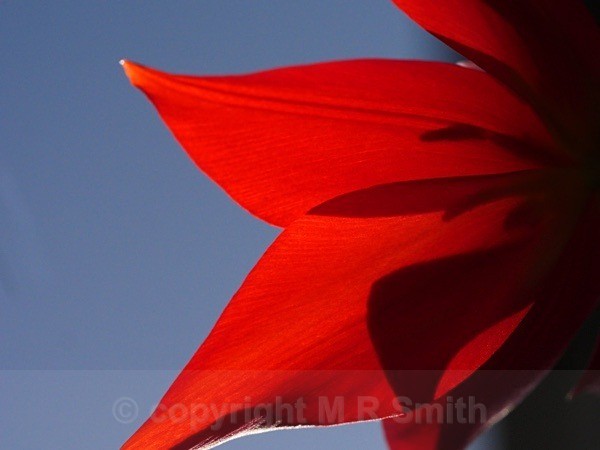 Tulip Shadows - MACRO & CLOSE UPS 2