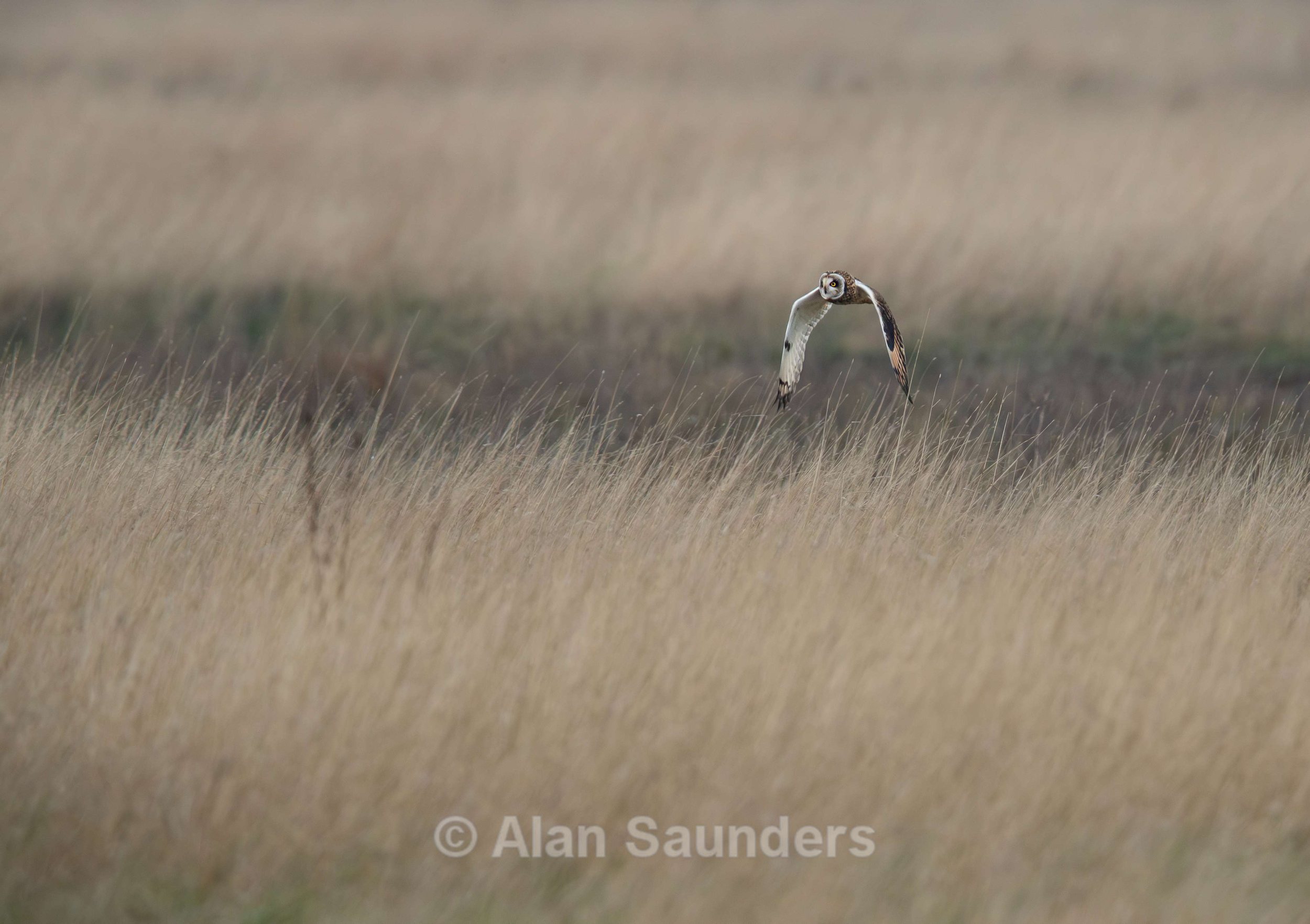 Short Eared Owl