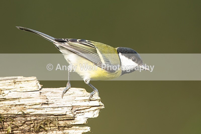 20121007-_MG_0785 - Great Tit