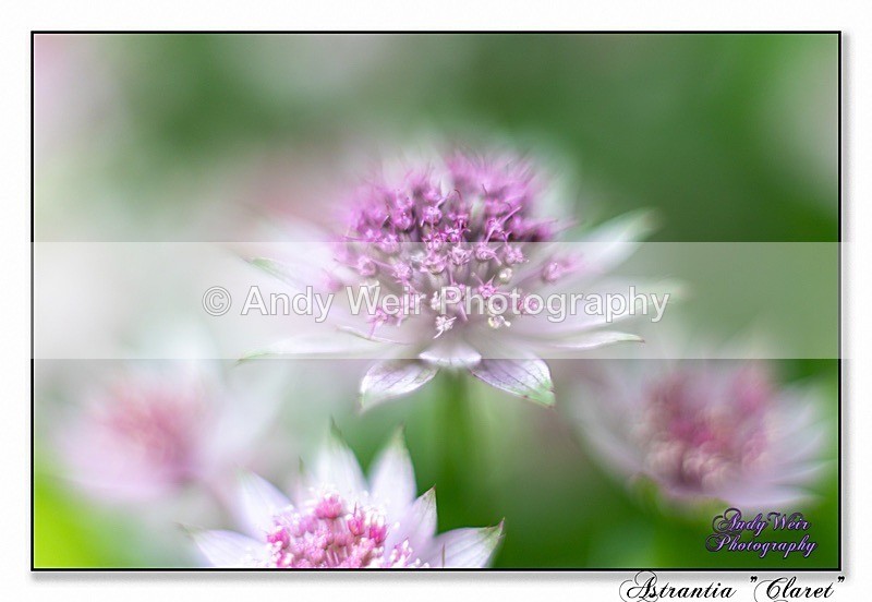 190614-untitled-1L4A1913-Edit - Plants & Flowers