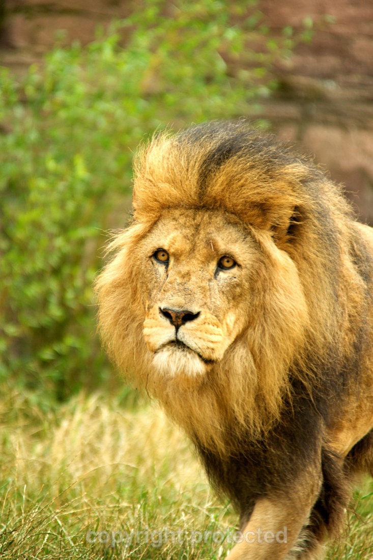 Bailey - Wildlife Vets International