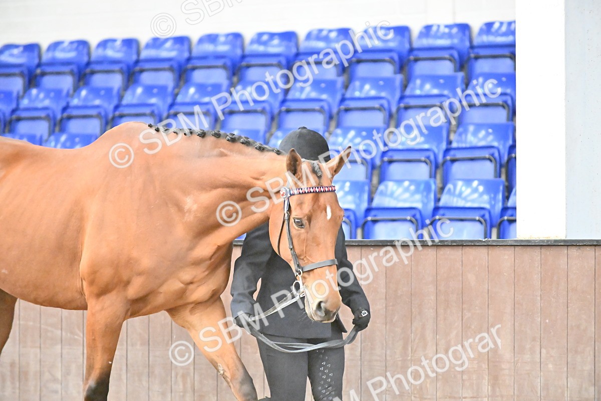SBM_000113 - Class 6 - BSHA In Hand Racehorse to Show Horse