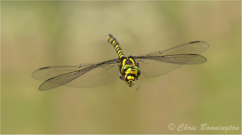 Golden-ringed dragonfly eating prey in flight - Others