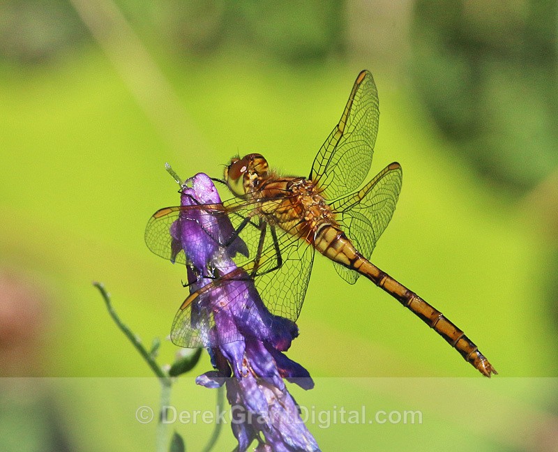 Saffron-Winged Meadowhawk - Dragonflies of Atlantic Canada