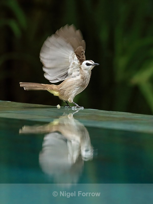 Yellow-vented Bulbul, wings raised, Phnom Penh, Cambodia - Yellow-vented Bulbul