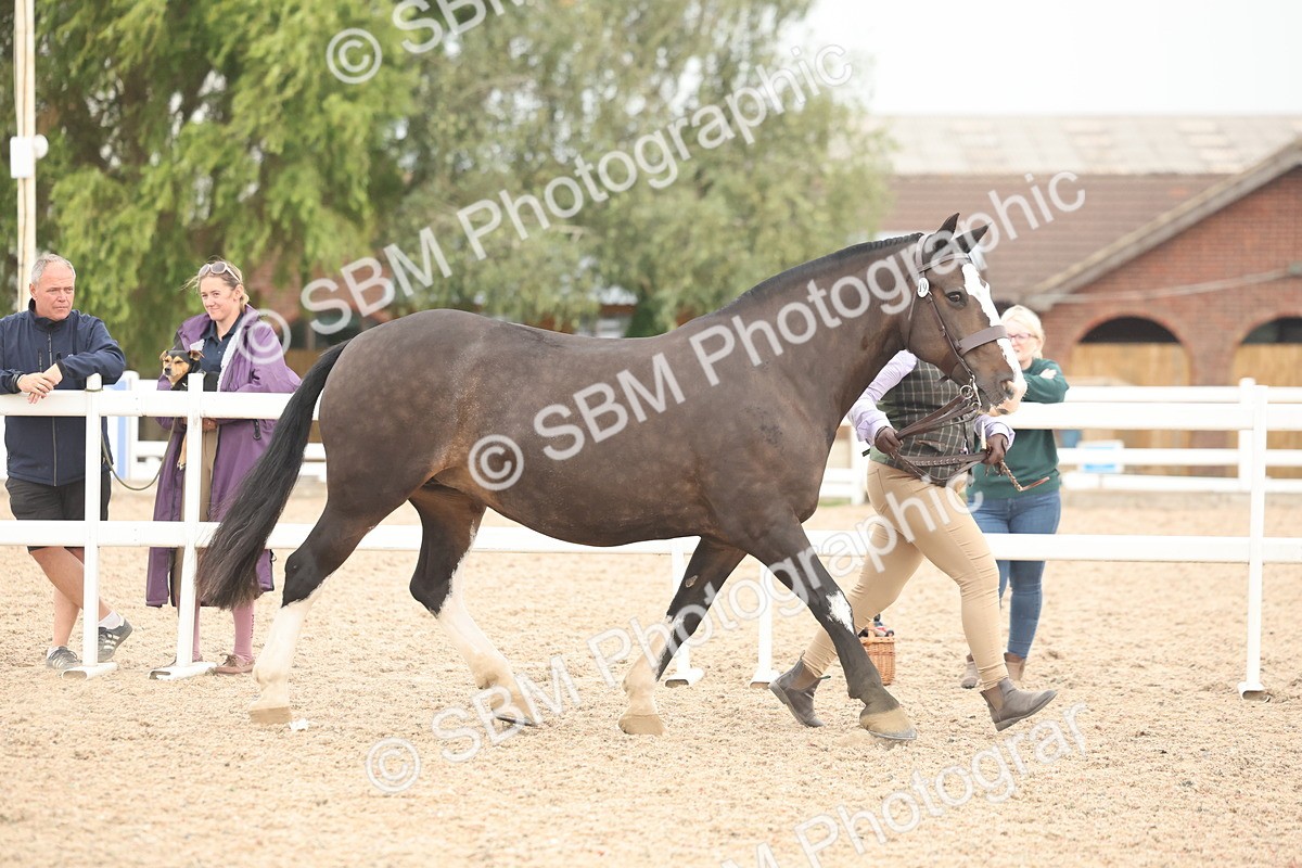 SBM_19785 - Class 318 - IH Part Bred Horse-Pony