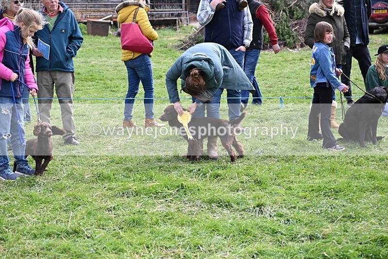 WJ6_9111 - Class 8 Best Working / Gun Dog or Bitch