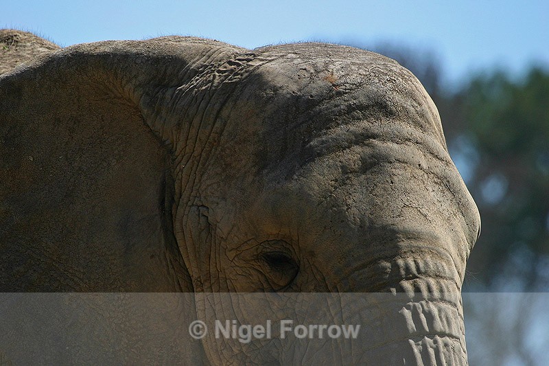 African Elephant close-up - Elephant
