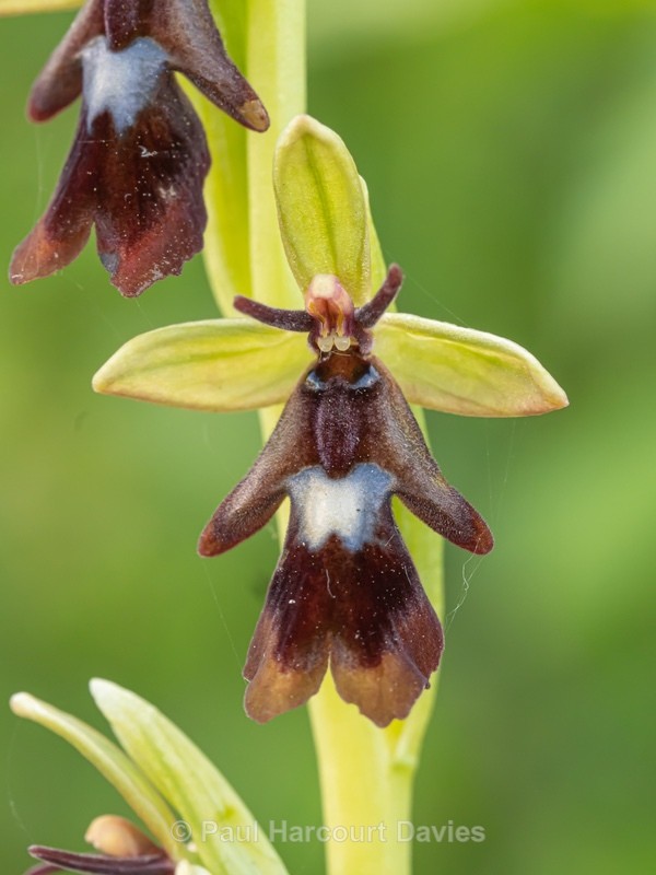 Fly Orchid (Ophrys insectifera) - Wild Orchids - 1