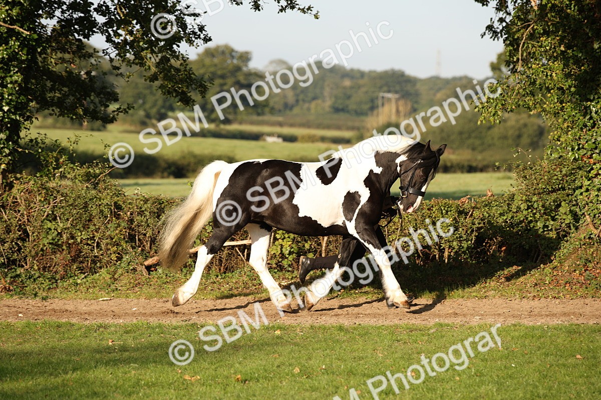 SBM_58684 - S51 - Piebald & Skewbald Horse In Hand