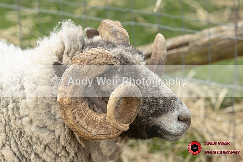 190331-untitled-1L4A0714 - Captive Animals