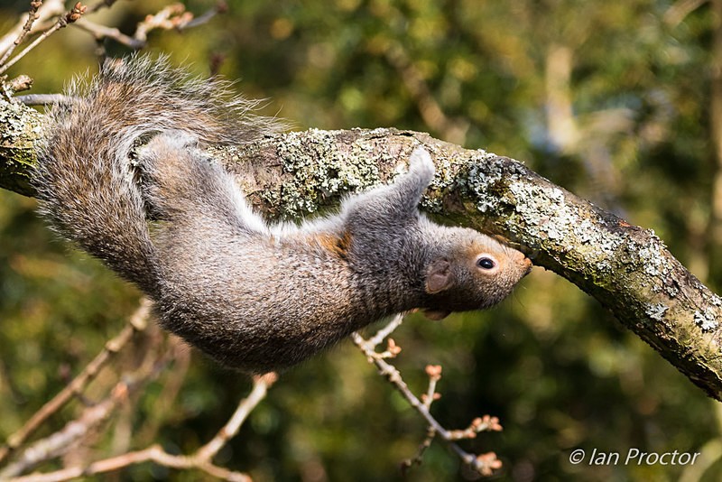 Hanging Around! - Nature