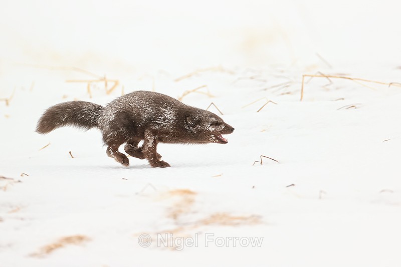 Arctic Fox running side view, Hornstrandir, Iceland - Arctic Fox