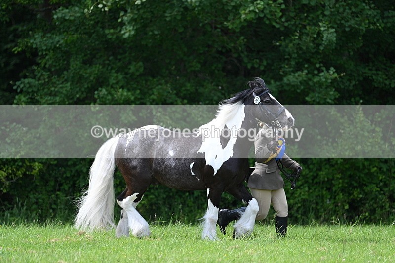 WJ7_1608 - Class 11 Condition & Turnout