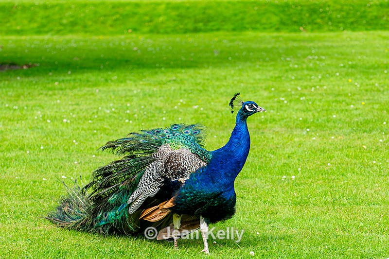 Peacock - DSC_8188 - Birds
