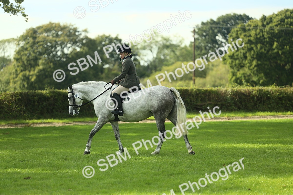 SBM_50652 - S33 - Working Hunter & Working Show Horse