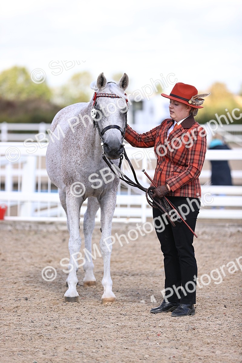 SBM_14393 - Class 412 - Handsomest Gelding (IH or Ridden)Adult