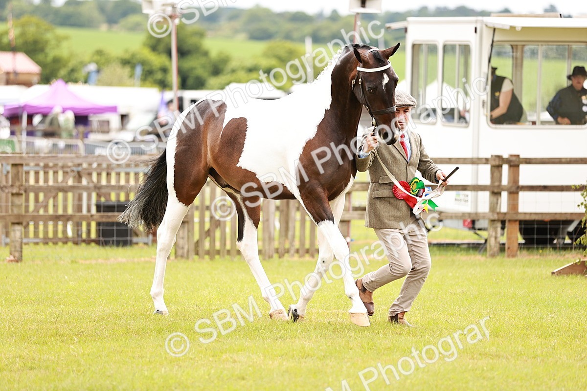 SBM_00840 - Class 26-30 Sport Horse In Hand