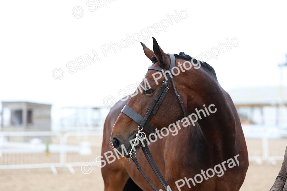 SBM_05743 - Class 28 - IH Veteran Horse