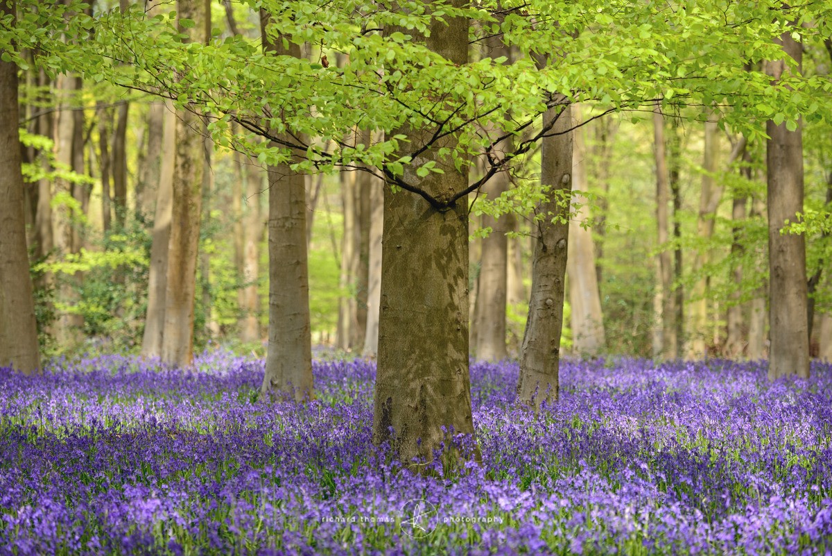 Dappled Blue - BlueWood