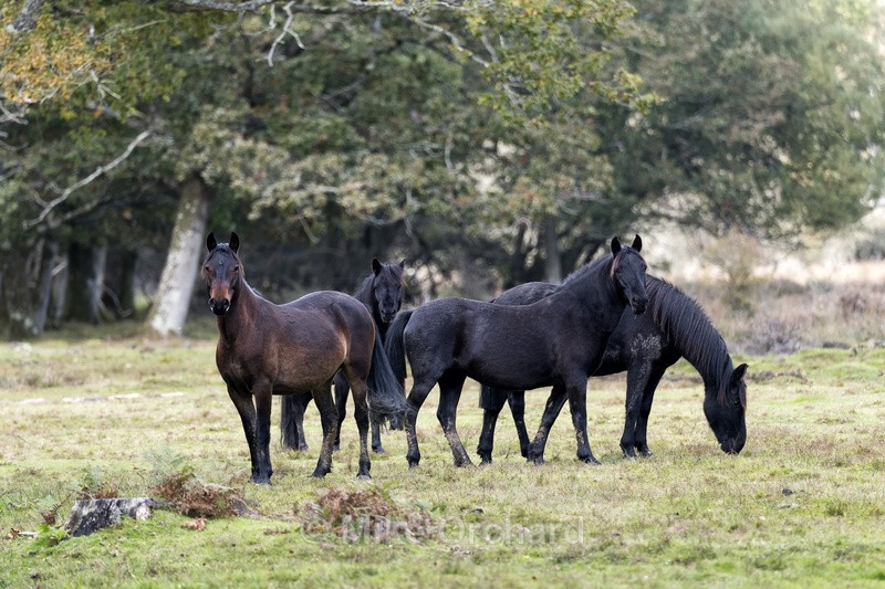 New Forest Ponies - Hampshire - Landscapes