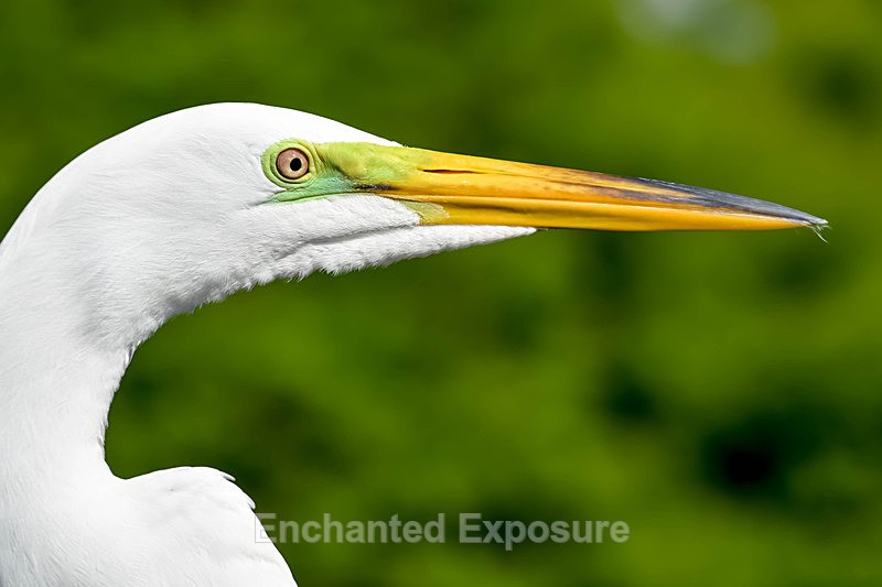 Great White Egret - Birds and Animals