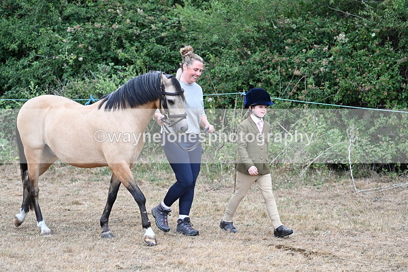 WJ7_9456 - Class 5 Most Handsome Gelding (up to 14.2hh)
