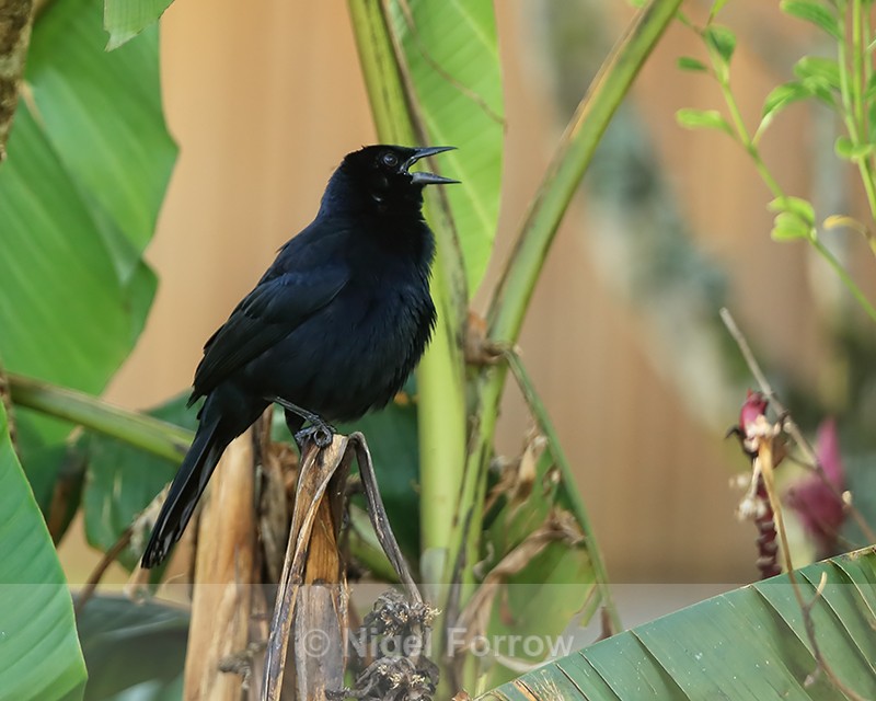 Melodious Blackbird singing, Costa Rica - Melodious Blackbird