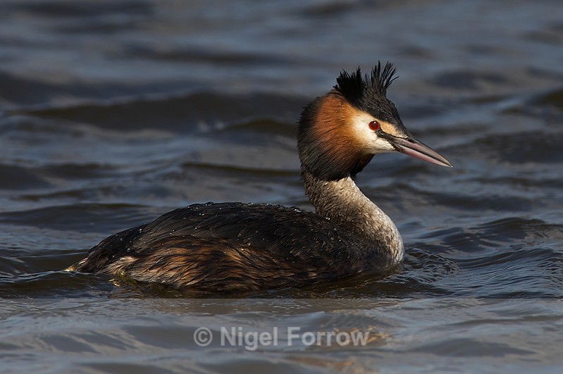 Great Crested Grebe at Otmoor - Great Crested Grebe