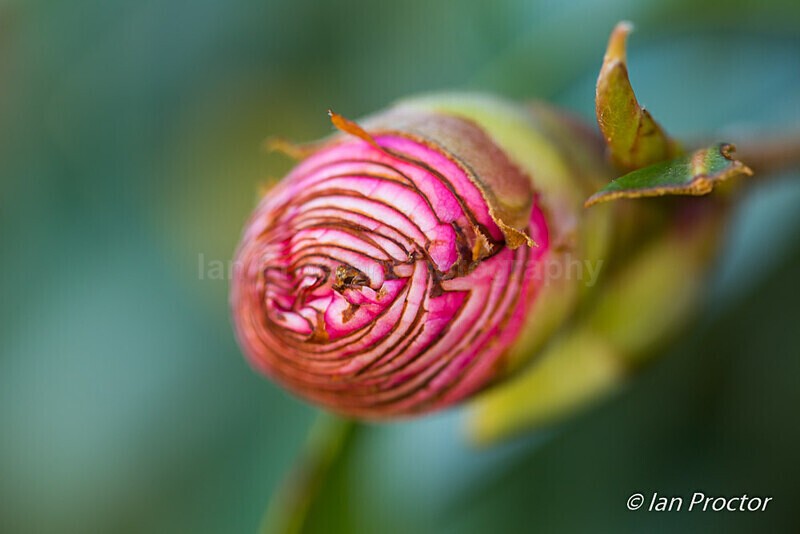 Spring Garden Growth 6 - Nature